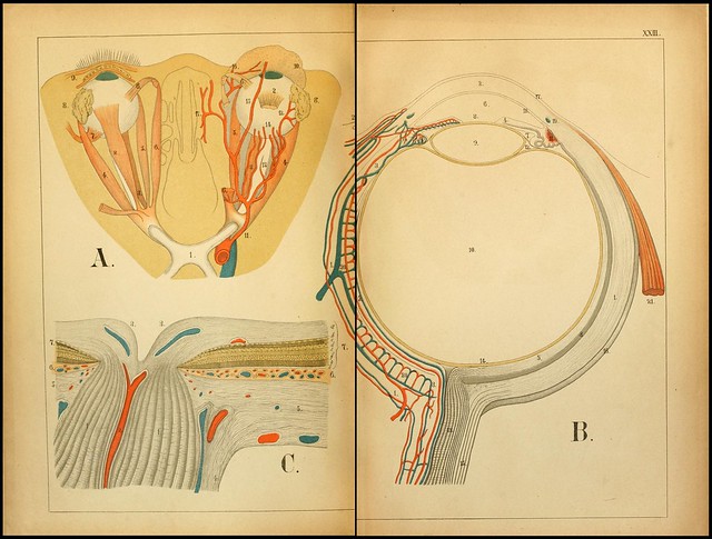 Knut Miller Atlas Of Anatomy