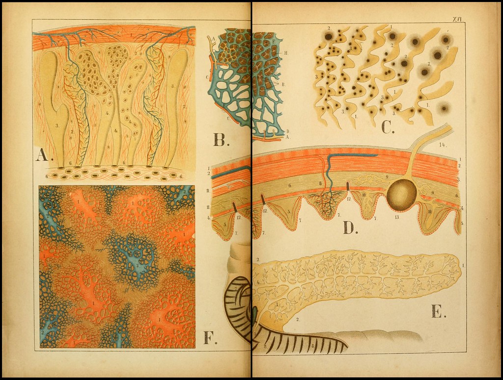 Knut Miller Atlas Of Anatomy